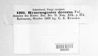 Hymenogaster decorus image